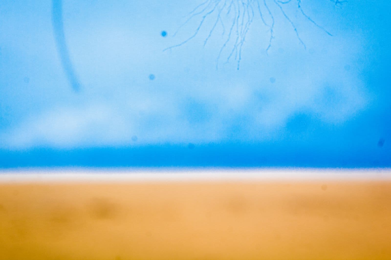 Smart Contract: 'Conscience'